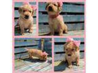 Golden Retriever Puppy for sale in Buena Park, CA, USA