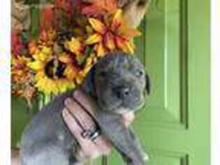 Great Dane Puppy for sale in Ledbetter, KY, USA