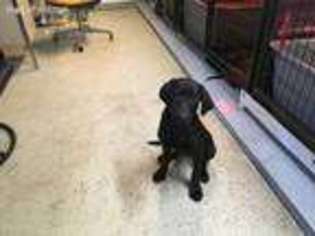 Labrador Retriever Puppy for sale in Glencoe, MN, USA