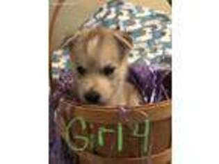 Siberian Husky Puppy for sale in Port Richey, FL, USA