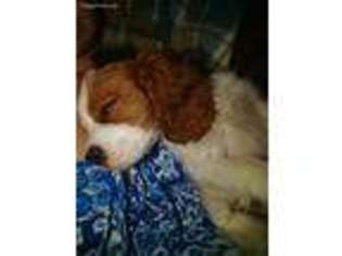 Cavalier King Charles Spaniel Puppy for sale in Morristown, TN, USA