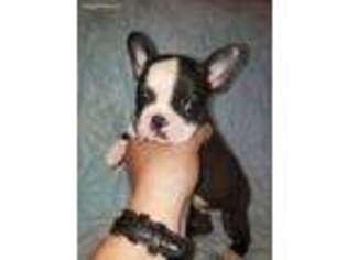 Mutt Puppy for sale in Moro, IL, USA