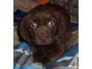 Labrador Retriever Puppy for sale in FALLS CITY, NE, USA