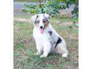 Australian Shepherd Puppy for sale in Madisonville, TN, USA