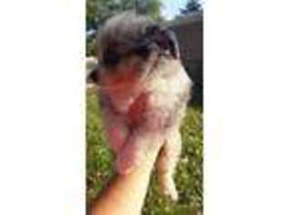 Miniature Australian Shepherd Puppy for sale in Terre Haute, IN, USA