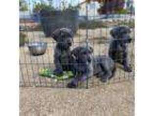 Great Dane Puppy for sale in San Diego, CA, USA