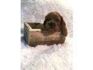 Cavapoo Puppy for sale in Plain City, OH, USA