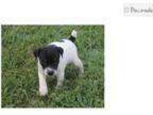 Rat Terrier Puppy for sale in Springfield, MO, USA