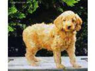 Goldendoodle Puppy for sale in Valley Stream, NY, USA