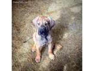 Great Dane Puppy for sale in Henderson, NC, USA