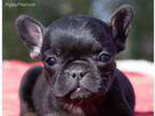 French Bulldog Puppy for sale in Escondido, CA, USA