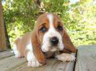Basset Hound Puppy for sale in Loganville, GA, USA