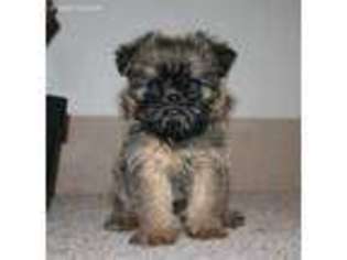 Brussels Griffon Puppy for sale in White, GA, USA