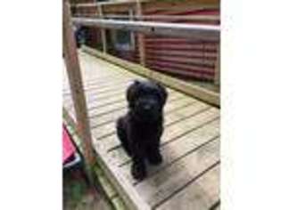 Briard Puppy for sale in Montague, MA, USA