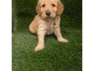 Goldendoodle Puppy for sale in Homestead, FL, USA