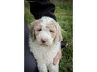Labradoodle Puppy for sale in Holmesville, OH, USA
