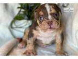 Bulldog Puppy for sale in Boston, MA, USA