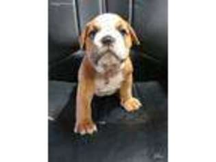 Bulldog Puppy for sale in Breesport, NY, USA