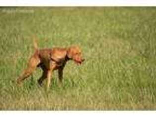Vizsla Puppy for sale in Greensburg, KY, USA