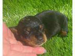 Dachshund Puppy for sale in Tulsa, OK, USA