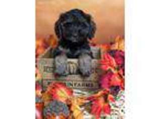 Labradoodle Puppy for sale in Columbus, MT, USA