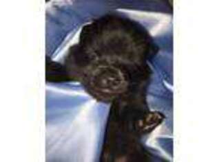 Schipperke Puppy for sale in Guthrie, OK, USA