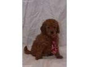 Goldendoodle Puppy for sale in Kokomo, IN, USA