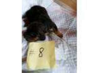 Bloodhound Puppy for sale in Saukville, WI, USA