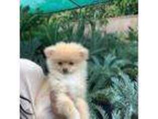 Pomeranian Puppy for sale in Winnetka, CA, USA