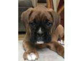 Boxer Puppy for sale in Robbins, TN, USA