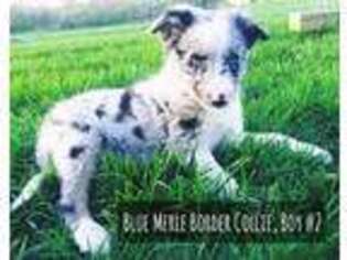 Border Collie Puppy for sale in Hamilton, OH, USA