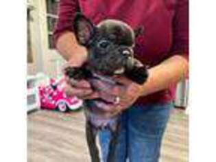 French Bulldog Puppy for sale in Carol Stream, IL, USA
