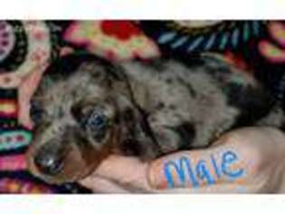 Dachshund Puppy for sale in Danville, VA, USA