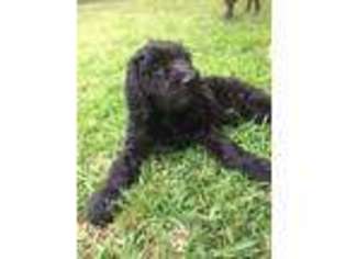 Labradoodle Puppy for sale in Sugar Land, TX, USA
