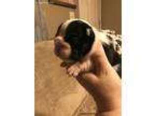 Olde English Bulldogge Puppy for sale in New Carlisle, OH, USA