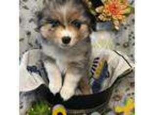 Miniature Australian Shepherd Puppy for sale in Thousand Oaks, CA, USA