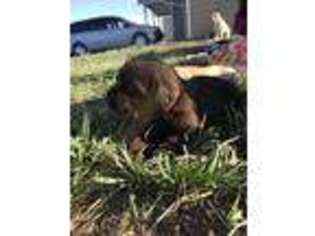 Labrador Retriever Puppy for sale in Fairfield, MT, USA
