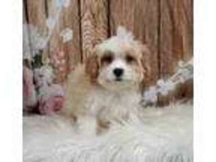 Cavachon Puppy for sale in Warsaw, IN, USA
