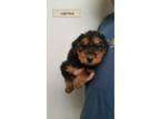 Airedale Terrier Puppy for sale in Tipp City, OH, USA