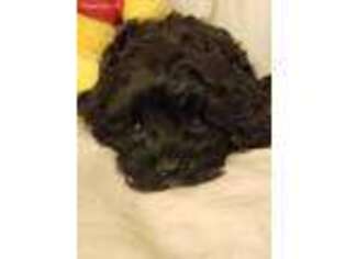 Goldendoodle Puppy for sale in Rockford, IL, USA