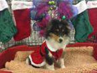 Shetland Sheepdog Puppy for sale in Marysville, OH, USA