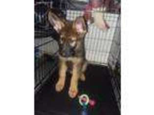 German Shepherd Dog Puppy for sale in Louisville, KY, USA