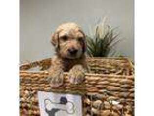 Goldendoodle Puppy for sale in Pomona, CA, USA