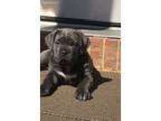 Cane Corso Puppy for sale in Bridgewater, NJ, USA