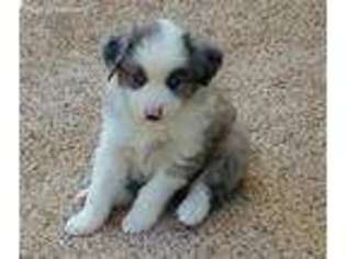 Australian Shepherd Puppy for sale in Echo, OR, USA