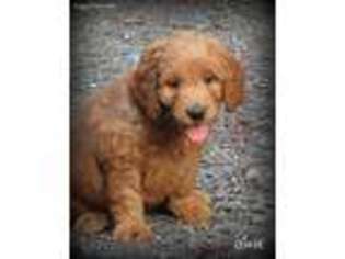 Goldendoodle Puppy for sale in Mill Hall, PA, USA