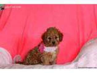 Cavapoo Puppy for sale in Lykens, PA, USA