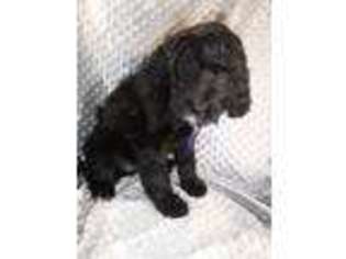 Goldendoodle Puppy for sale in Dodgeville, WI, USA