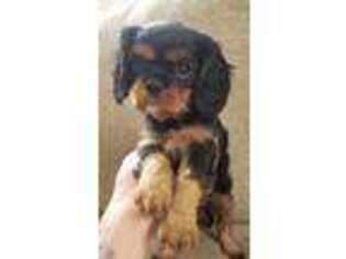Cavalier King Charles Spaniel Puppy for sale in Cozad, NE, USA