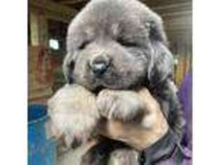 Tibetan Mastiff Puppy for sale in Glasgow, KY, USA